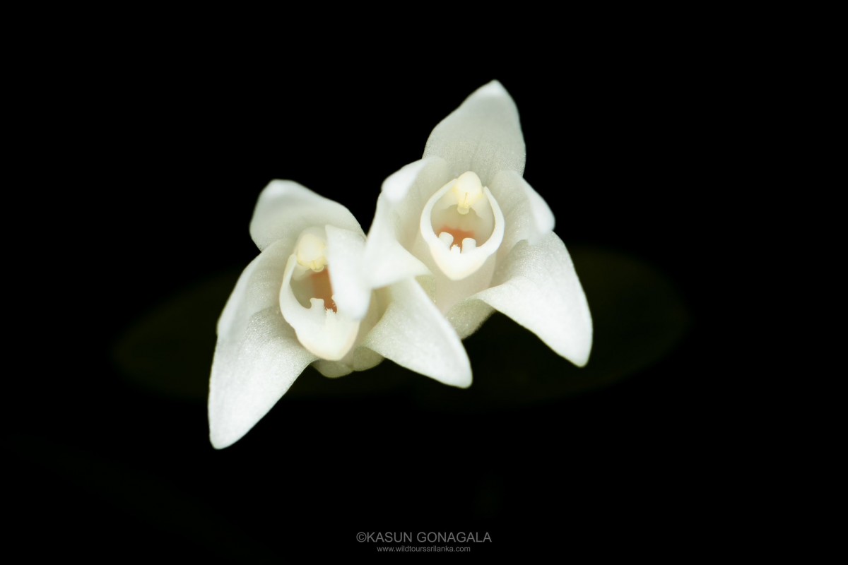 Cylindrolobus lindleyi (Thwaites) Ormerod & C.S.Kumar